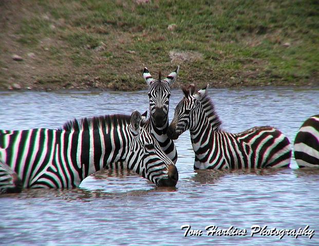 Gossiping at the waterhole.jpg